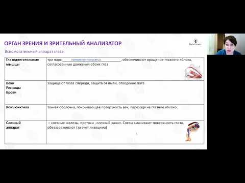 Лекция 42  Зрительный анализатор