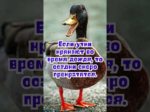 26 июля народные приметы. Приметы 26 июля. 26 июля именины #народныеприметы #приметы