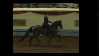 Sold Miz Scarlett Morgan Mare For Sale On Morganshowcase