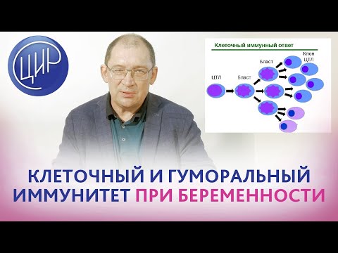 Иммунный ответ при беременности. Клеточный и гуморальный иммунитет. Иммунологическая девиация.