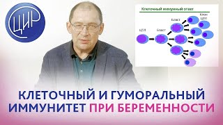 картинка: Иммунный ответ при беременности. Клеточный и гуморальный иммунитет. Иммунологическая девиация.