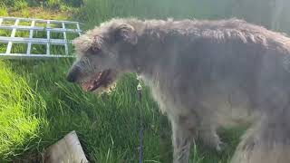 Handler Discrimination practice with a Wolfhound. by Gimme 5 Dog Training with Serendipity Sighthounds 182 views 11 months ago 7 minutes, 22 seconds