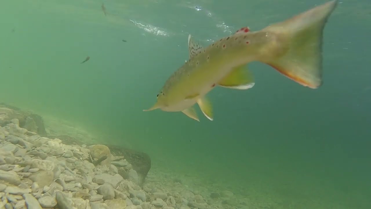 Forellenangeln Livebisse am Bach inkl Unterwasseraufnahmen