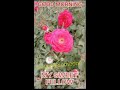 Happy morning with shining flowers