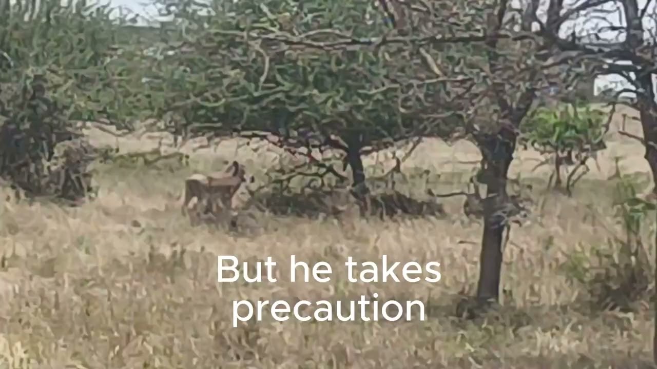 Warthog Territory