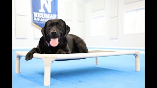 Hazel (Labrador Retriever) Boot Camp Dog Training Video Demonstration by Neuman K-9 Academy, Inc. 10 views 9 days ago 10 minutes, 23 seconds