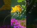 Bird Smelling Pumpkin Flower 🌼🕊️ | Nature’s Sweet Moment | Shorts