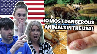 BRITISH FAMILY REACTS! 10 Most Dangerous Animals In The USA!