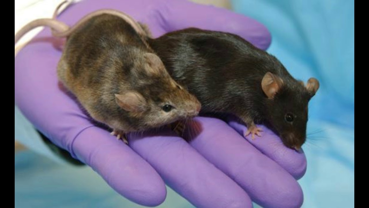 undergrande insrumental3 rap 2018 TASAMOM 99 MAROC RAPAROLFLOW