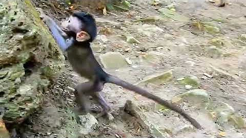 Monkey Baby Bim Bim Drives To The Pool And Opens Surprise Eggs With Puppy in the garden