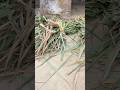 #shortsviral #cow #farming #views_viral_video_subscribers_grow #likeforlikes #youtubeshorts #like