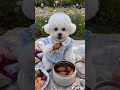 ChaChaXpicnic#cute #bichon #pets  #funny #youtubeshorts  #toys #funny  #animals #dog #youtube #asmr