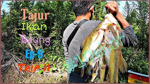 Tahan tajur@tauk ikan baung ep-9 #trip11.