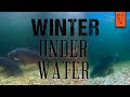 Fox underwater  prendre des carpes en plein hiver 