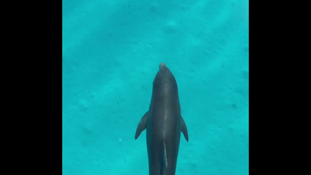 video phone beyonce mp3 Dolphins Swim in Crystal Clear Water