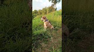 Cute Saint Bernard Shadow #cute #petcare #dog