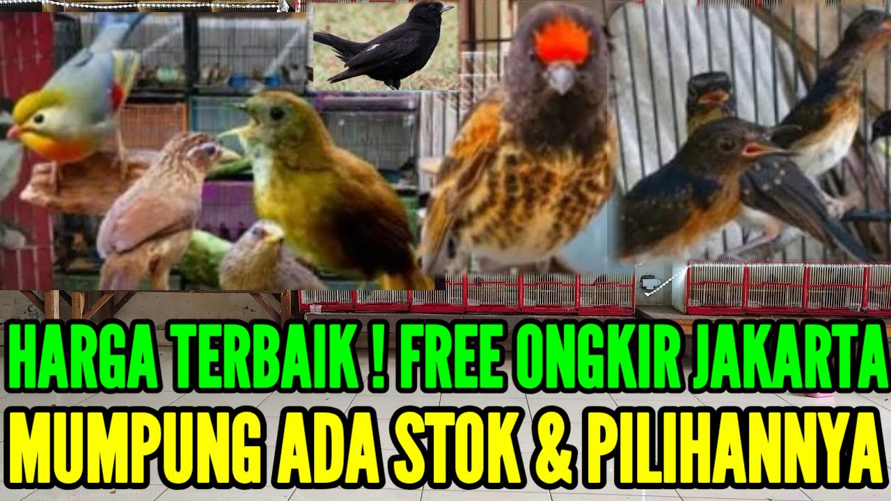 🔴 FREE ONGKIR DISIMAK  !!  HARGA TERBAIK SPESIAL CUCI GUDANG 0838-7553-6945