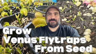 How To Grow Venus Flytraps From Seed. No Nonsense And Straight To The Point Guide! 