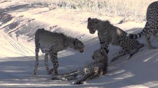 Cheetah cubs calling their mum