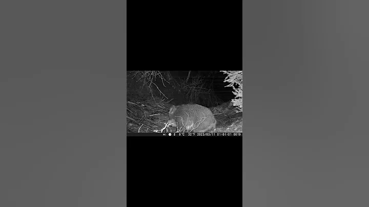 Trail Camera Spotted Big Wild Hog! #shorts