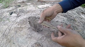 Tuyệt Chiêu Bắt Nhông Cát, Bắt Dông Bằng Hai Ngón Tay | Hoàng Tây