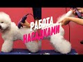 ГРУМИНГ / РАБОТА НАСАДКАМИ / БИШОН ФРИЗЕ / GROOM SCHOOL