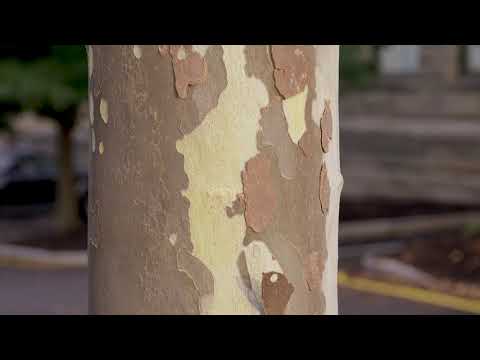 Video: Plane Tree Pest Problemen: Beheersing van plagen van Londense platanen