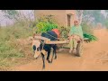 Buffalo cart riding in village | Mumtaz Village Fashion