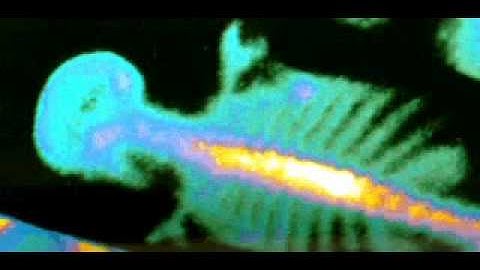 C&C Tiberian Dawn - The Effects of Tiberium