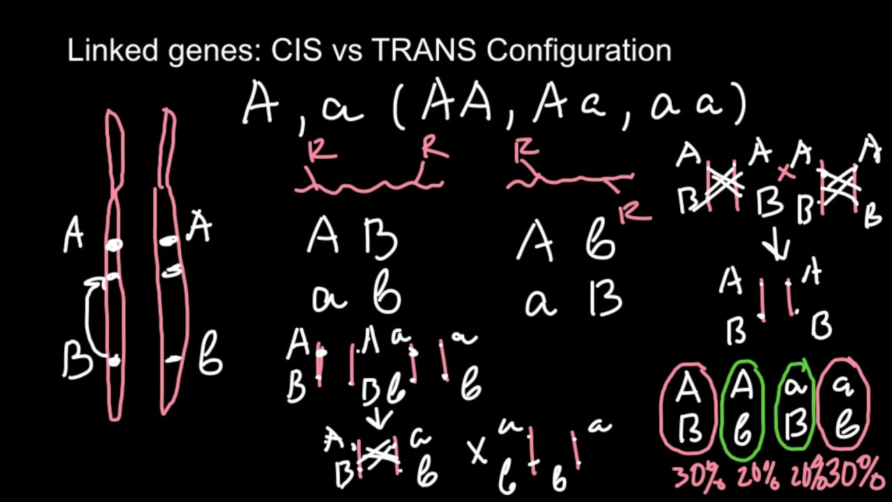 Linked Genes CIS Vs TRANS Configuration YouTube Linked Genes CIS Vs TRANS Configuration YouTube