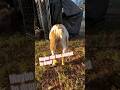 Will She Kid Today? #farm #homestead #goatfarming
