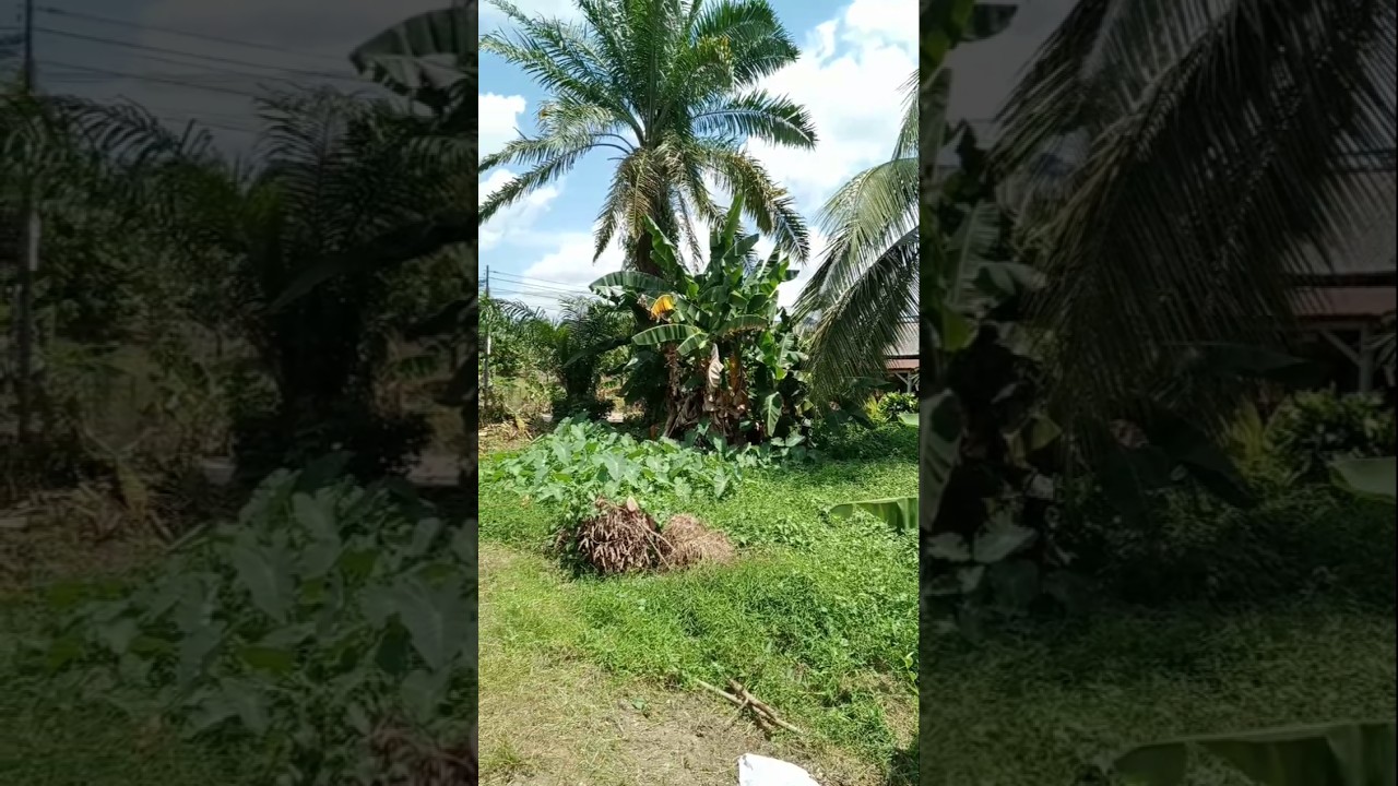 inilah akibat nya jika Anda membaca ayat kursi #shorts #motivation #nasehat #trending