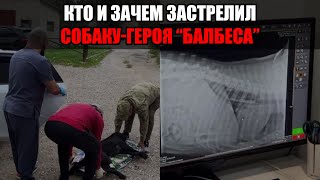 видео: Трагедия в Махачкале: застрелен пёс-спасатель, вытаскивавший людей из-под завалов картинка: Трагедия в Махачкале: застрелен пёс-спасатель, вытаскивавший людей из-под завалов