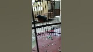 Kolibri Wulung konslet meski lagi mabung, akibat diberi power full  mettabolisme plus.