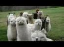 Star wars alpacas