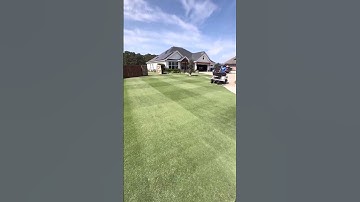 Army Worms will Kill your Whole Lawn