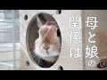 家に閉じこもってしまう母うさぎ。怒る母。娘との関係 #116