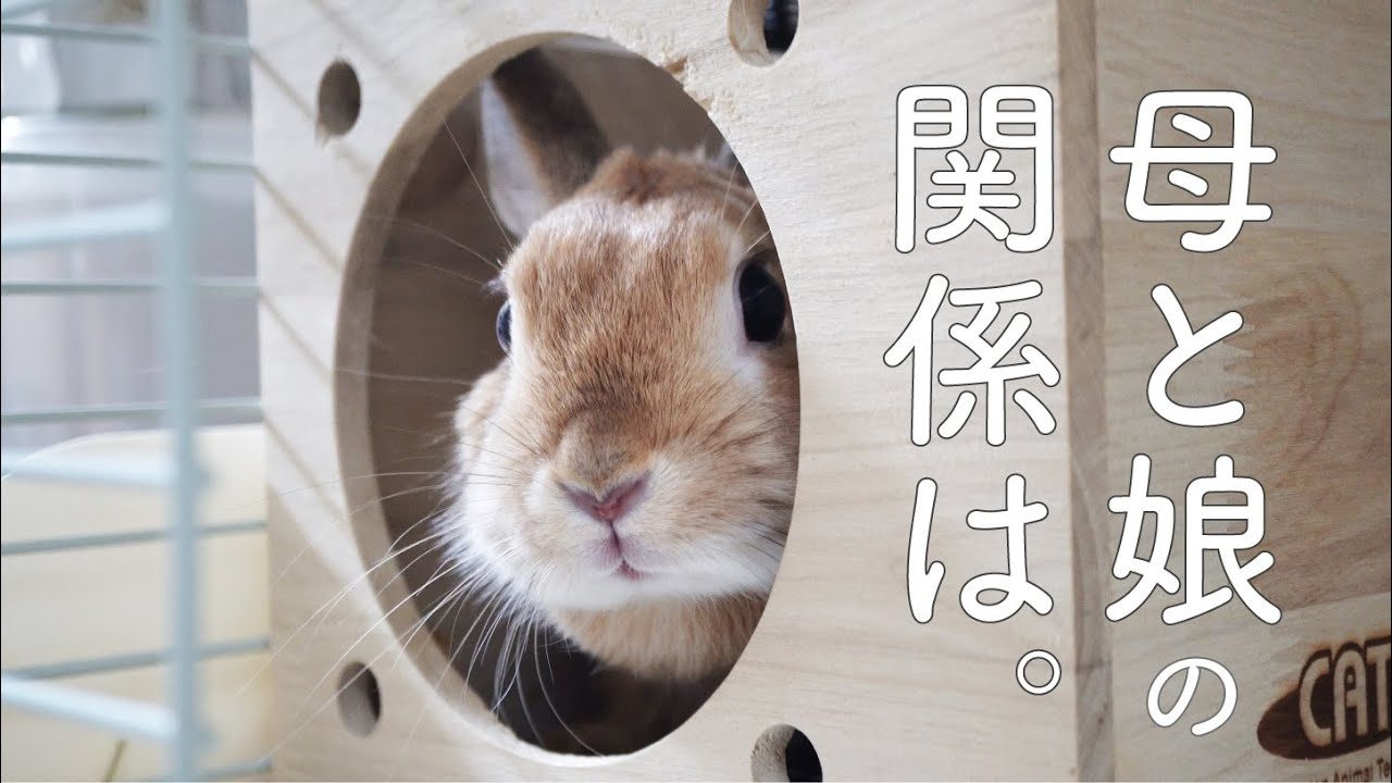 家に閉じこもってしまう母うさぎ 怒る母 娘との関係 116 Youtube