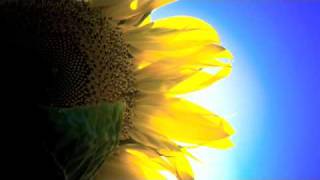 Postcards From Far Away Coldplay