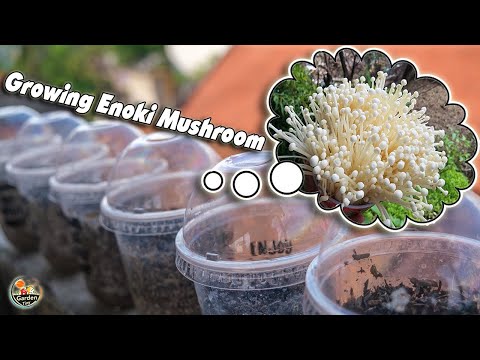 Wideo: Jak uprawiać grzyby Enoki: Uprawa i jedzenie grzybów Enoki