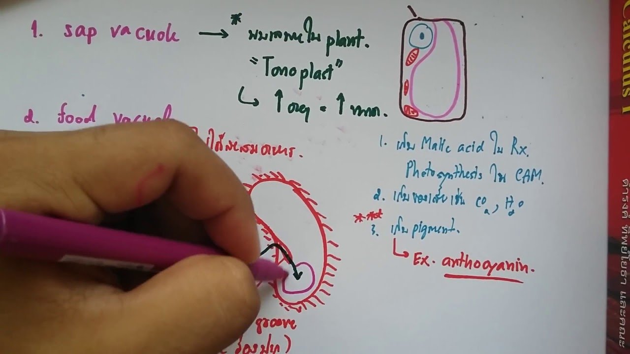 Sap Vacuole เเละ Food Vacuole ต่างกันอย่างไร? | ข้อมูลทั้งหมดเกี่ยวกับsap vacuoleล่าสุด