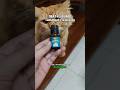 Cara Mengobati Kucing Pilek Gak Sembuh-Sembuh #shorts #cat #kucing #catlovers #animals #pets