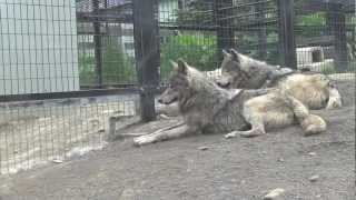 キナコの「ア〜ゥ」~Wolves at The Maruyama Zoo