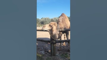 #ماشاءالله #قران_كريم #قرآن #سورة_الكوثر #اللهم_صل_وسلم_على_نبينا_محمد #طبيعة #اكسبلور #quran #nice