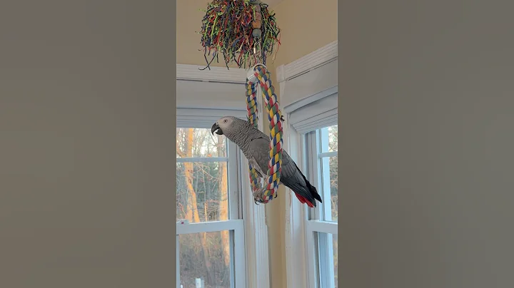 A few minutes with Symon this afternoon❤️🦜💕 #funnyparrot #talkingbird #nonstoptalkingparrot #pets