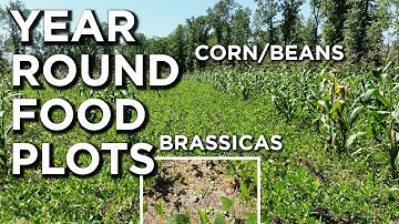 BEST Year Round Food Plot Strategy For Deer!?