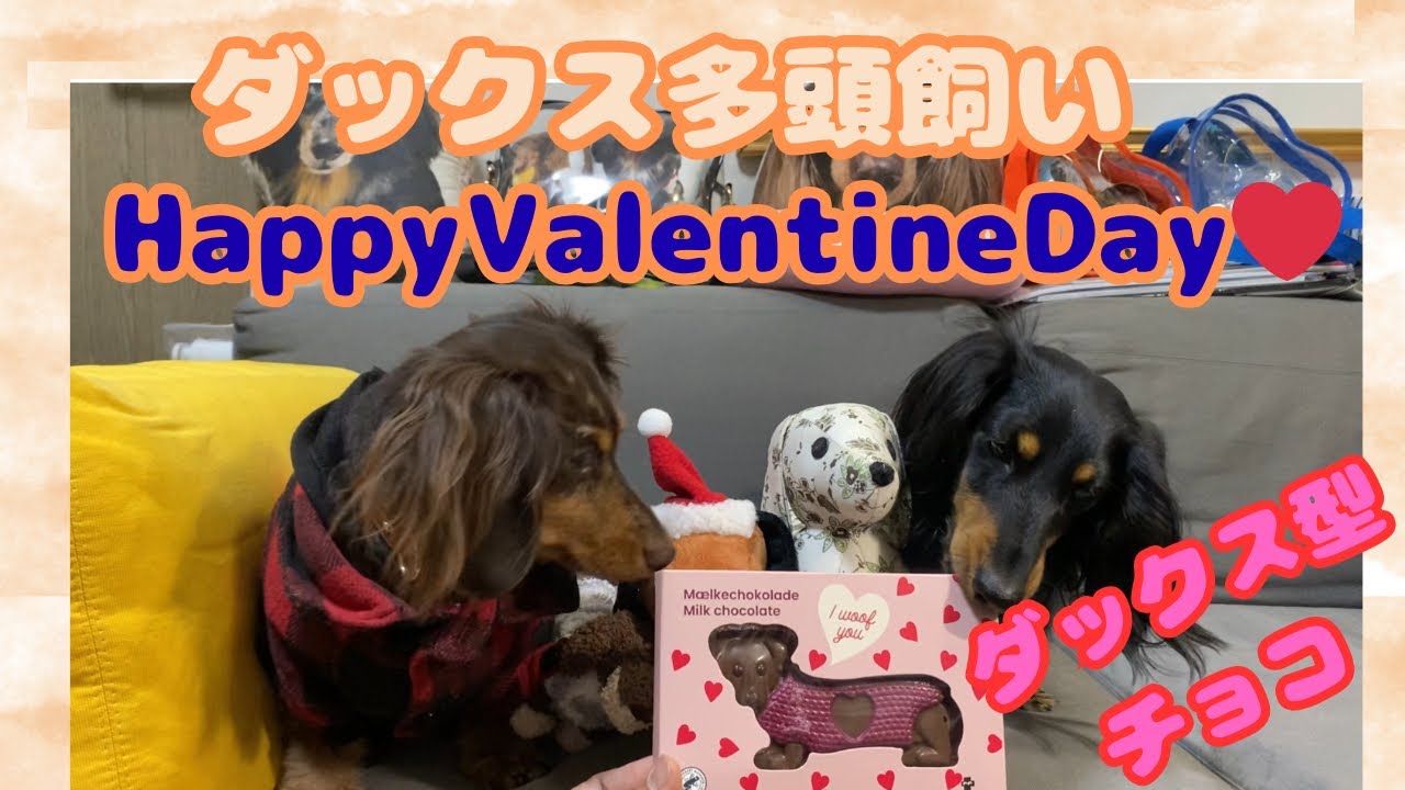 【エトワとステラ】ダックス多頭飼　バレンタイン　HappyValentineDay❤️