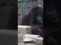 Pandas, orangutans unwrap Christmas gifts at French zoo 🎁