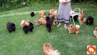 Treats for Pomeranian Toy Pom puppies and dogs  @AnjulaPomeranians  Culture Pom