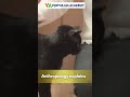 Why humans love pets? | Anthropology Explained | UPSC Mains